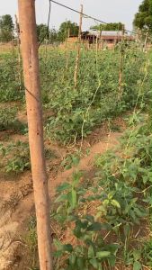 ตาข่ายเกษตร ค้างบวบ ค้างถั่ว ค้างแตง ค้างผัก - ค้างผ่าตัด ผู้ใช้งาน: การดูแลสุขภาพ