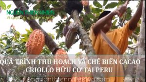BỘT CACAO CRIOLLO HỮU CƠ PERU NGUYÊN CHẤT 200G
