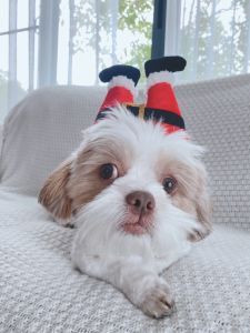 หมวกคริสต์มาส หมา แมว รวมแบบ (เขากวาง/ต้นสน/ซานต้า/ขาเอลฟ์) มีสายรัด ปรับขนาดได้ พร็อพแฟนซี ตลก น่ารัก Pet Christmas Hat