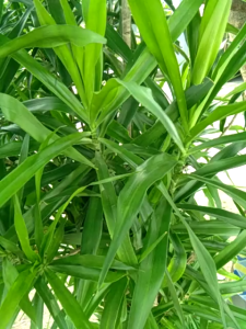 Daun Pandan Wangi Segar Per Ikat Di Petik Dadakan