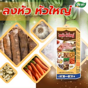 ลงหัว ห่อหัว ปุ๋ย ยา เร่งลงหัว หัวใหญ่ หัวแน่น น้ำหนักดี ปุ๋ยน้ำทางใบ ปุ๋ยน้ำ สำหรับมันสำปะหลังและพืชลงหัว ( 1 ขวด หลายขนาด ) ปุ๋ยเร่งหัวมันสำปะหลัง ปุ๋ยเร่งหัว ปุ๋ยเร่งหัวมัน - Lazada