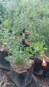 Paket 3 Bibit Delima Merah Berbunga