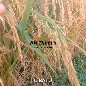 BENIH BIBIT PADI CIBATU 05 DAN CIBATU 06