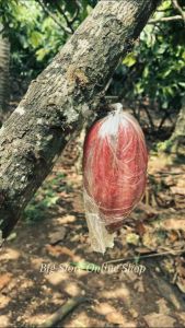 Dried Cacao Beans (All-In Mixed) 1kg | For Roasting Tablea & Chocolate Making