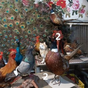 Rooster Peacock Chicken Model Remote Control Mountain Chicken Specimen Dove Animal Real Body Feather Porcelain Quail Ornament
