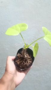 Chậu cây dây đau xương – cây thuốc quý cho bệnh xương khớp -Vườn Minh Khương