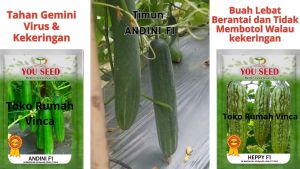 Benih Timun Tahan Virus ANDINI F1 You Seed