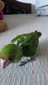 ห่วงขานกแก้ว ห่วงขานกหัวจุก ห่วงขานกฟอพัส ห่วงขานกซันคอ ห่วงขานกหยงหยก 10ชิ้น