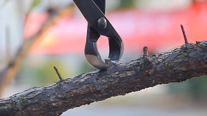 Gunting Dahan Pemotong Catok Bonsai Cembung Miring 21cm 210mm Cabang Pohon Berkebun Tanaman Hias MSW 55