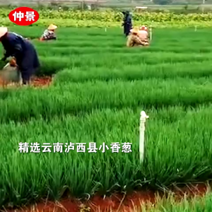 仲景上海葱油酱拌面酱 30g*5袋 葱油拌面酱汁炸酱拌饭酱调味包葱油调味汁 Zhongjing Shanghai Scallion Sauce Noodle Sauce Mixed Noodles