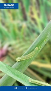 Insektisida Cimegra 100 EC ISI 50 ML PENGENDALI HAMA ULAT