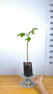 Cây Giống Chôm Chôm Tiến Cường - Trái To Cơm Dày - Ngọt Thanh - Năng Suất Cao - Cây Giống Vân Anh