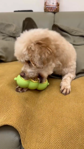 Đồ Chơi Nhai Gặm 3 Lỗ Rò Rỉ Thức Ăn Dành Cho Chó Đồ Chơi Thú Cưng - iPet Shop