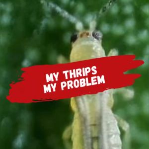 Mahakam Abacross 50  EC 200 ML - Insektisida Pestisida Pembasmi Hama Penyakit Tanaman Cabai