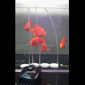 SOBO Aeration Pump: Ultra-Silent Fish Tank Aerator for Household Aquariums