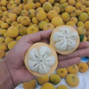 buah kecapi fress matang dan kuning langsung petik 1 kg
