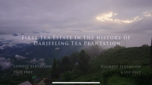 Premium Darjeeling First Flush Loose Leaf Black Tea - 100g Bagicha - Hand-Plucked Aromatic Champagne Taste Vegan Halal