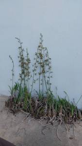 ว่านช้างผสมโขลงชุด 5 หัว เป็นกล้วยไม้ดิน เมตตามหานิยม