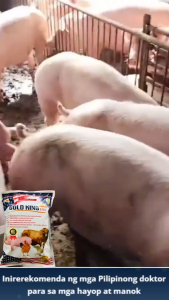 Buy 1 Get 1 Free[BEST PRICE] Health Supplements For Chicken GOLD KING USA 250G - Gold King For Pig Chicken Fish