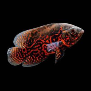 Hiasan Aquarium Oscar Leopard Goodmarking