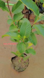 Bibit Jeruk Dekopon Jumbo Cepat Berbuah Super Okulasi