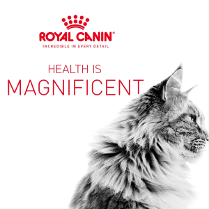 Royal Canin Feline Maine Coon 4kg