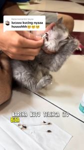 Ear Cleaner by Golden Paw Pembersih Telinga Kucing dengan Bahan Alami Aman Untuk Kucing Perawatan Diri