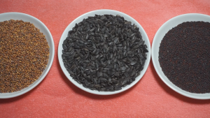 Hạt giống rau mầm cải ngọt nảy mầm tốt dễ trồng.