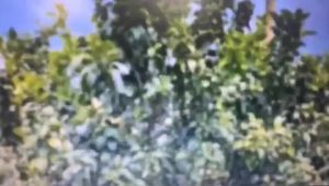 50pcs Tas Jaring Pelindung Buah