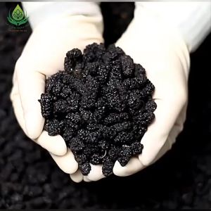 3FFOOD SOFT-DRIED BLACK MULBERRIES Helps Lose Weight Beautify Skin Snacks