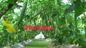 (Gói 100 hạt) Hạt Giống Mướp hương Lai F1 Taka L07-OKINAWA TAKAKU - Kháng bệnh tốt trái thuôn dài