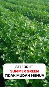 Benih Seledri SUMMER GREEN 5 gram Known You Seed Tidak Cepat Menua