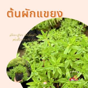 ต้นผักแขยง พร้อมปลูก ผักสวนครัว ผักสวนครัวปลูกง่าย ผักสวนครัวพร้อมปลูก ผักออร์แกนิก