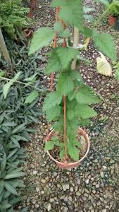 Anak Pokok Raspberry Rubus Parvifolius L. Sunshine Spreader