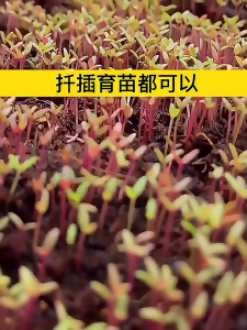 Coco Peat Brick Sterile Nutri-Coir Low-Salinity Treated Medium for Vegetables Reptiles Flowers Balcony Plants High Expansion Easy to Hydrate