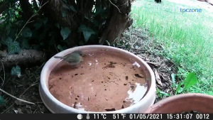 Memburu kamera kamera liar haiwan jejak kamera memburu jejak kamera 20MP haiwan liar foto kamera liar 1080P kamera jejak kalis air