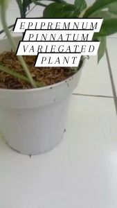 Epipremnum Variegatum Daun Putih-Warna Semarak - Tanaman Hias Tropis untuk Dekorasi