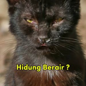 KPSPro Ubat Selsema Demam Dan Batuk Kucing Herbal Ubat Kucing Bersin Cat Flu 30mL