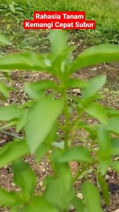 Benih Bibit Herbs Sayuran Kemangi 500 biji baik buat kesehatan