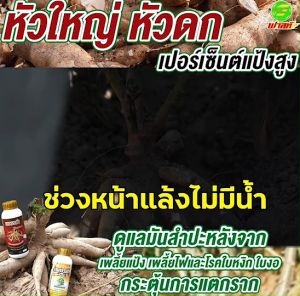 หัวมันดก หัวมันใหญ่ เพชรดำลงหัว (500cc) + เพชรดำแช่ท่อน (500cc)