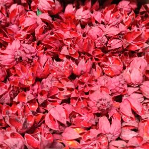 Kelopak Rosella - buah Rosella - kelopak Rosella merah - perlengkapan foto produk - properti foto bunga
