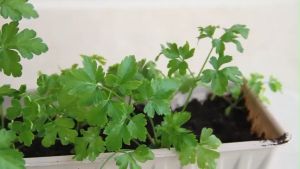 FLAT LEAF PARSLEY (180pcs seeds ) EASY TO PLANT/HIGH YIELDING/HYBRID