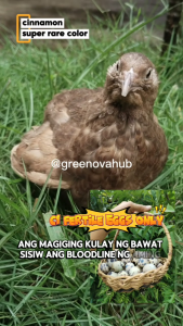 Rare Cinnamon Japanese Quail Fertile Eggs 10 +2 free eggs | Hatchable Eggs | Premium Bloodline