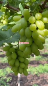 Bibit Anggur Harold Import Asli Grafting Super Cepat Berbuah