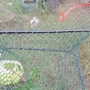 koja wadah ikan yang kuat