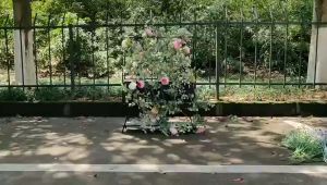 Indoor ring eucalyptus wall decoration 2M artificial vine DIY home decoration party eucalyptus garden ring leaf artificial leaf vine