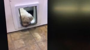 Pet Cat Dog Flap Door With 4 Way Locking System (WHITE)