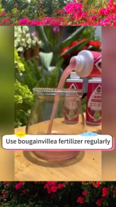 Bloom Booster for Bougainvillea 300ml Bougainvillea Flowering Fertilizer Bougainvillea Liquid Fertilizer Correct Yellow Leaves Promote Growth and Flowering