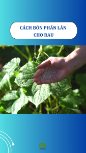 Phân supe lân Lâm Thao - Giúp kích rễ tăng khả năng chịu hạn/rét đậu quả cải thiện đất phù hợp bón lót cho nhiều loại cây đặc biệt trên đất chua.