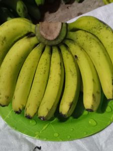 pisang Ambon lumut asli cililin